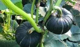 网红吃瓜群群名,揭秘娱乐圈幕后风云